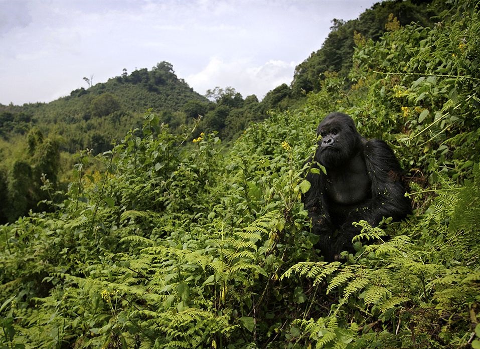 Cost of 9 Days Budget Uganda gorilla trekking and wildlife safari vacation 